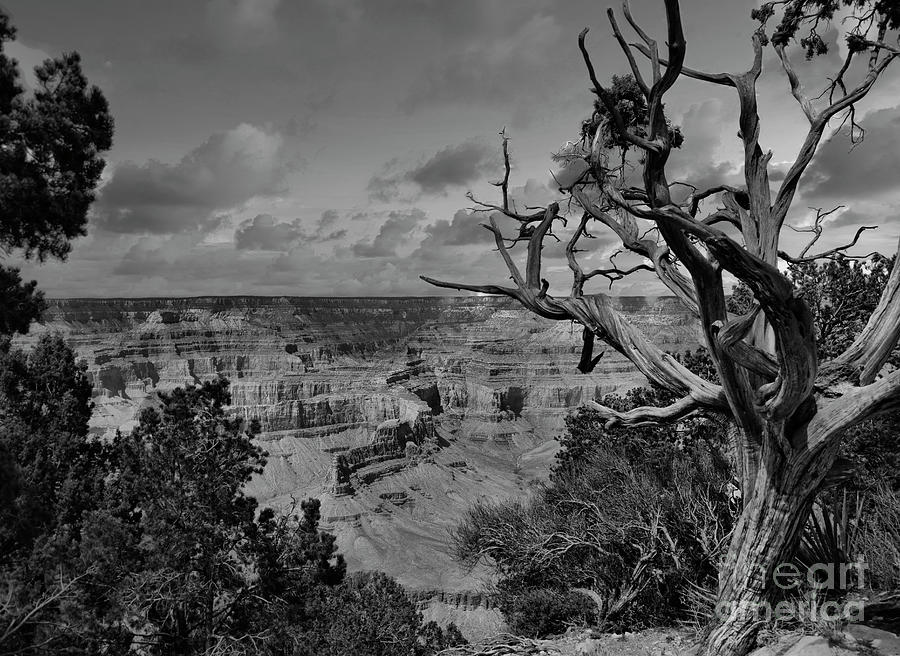 Grand Canyon Trees Black White  Photograph by Chuck Kuhn