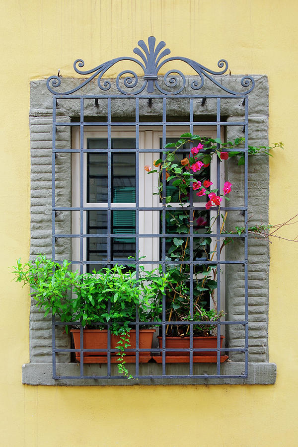 Picture Window - Window bars and flower pots on tis yellow wall in Lucca Italy Photograph by Kenneth Lane Smith