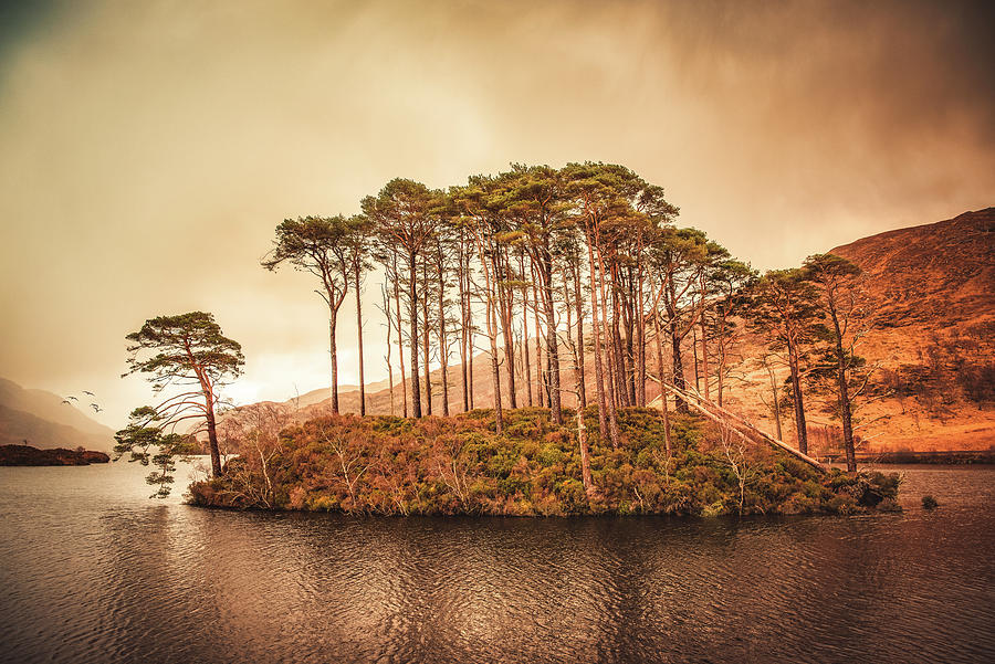 Tree Photograph - Picturesque Loch Eilt by Philippe Sainte-Laudy