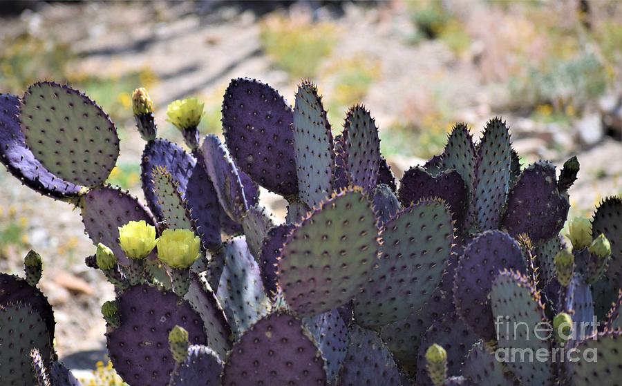 Picturesque Purple Prickly Pear  Photograph by Janet Marie