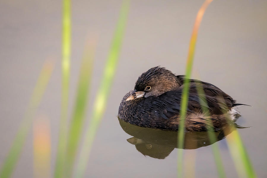 Pied-billed Grebe at Rest by the Reeds Photograph by Debra Martz