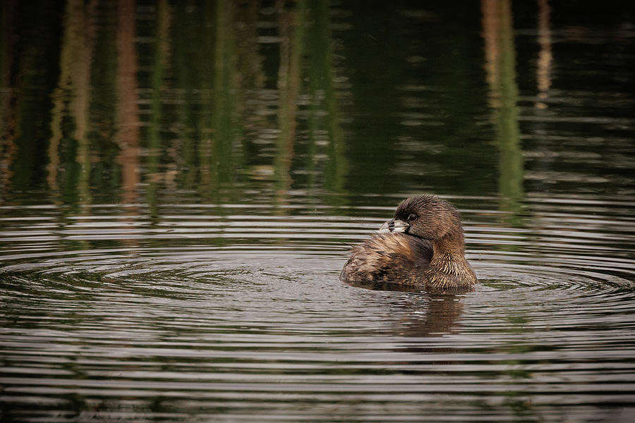 Bird Photograph - Floating Pied billed Grebe by Jean Noren