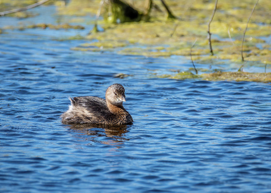 Pie-billed Grebe On A Sunny Day Photograph