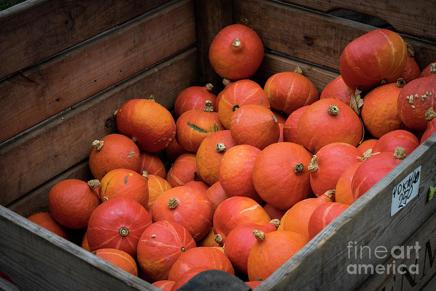 Pie pumpkins in wooden box Photograph by Elena Elisseeva