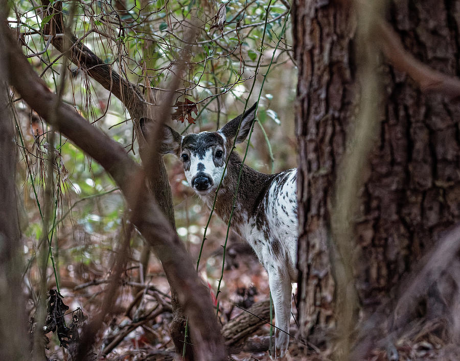 Piebald Deer Photograph by Ken Fullerton