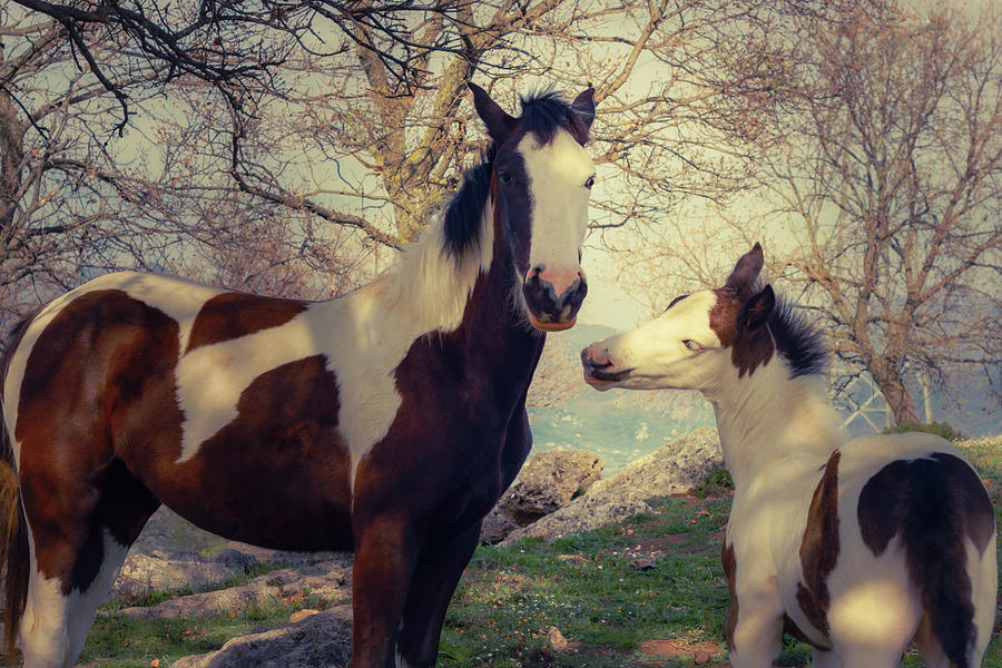 Piebald Foal And Mare Photograph
