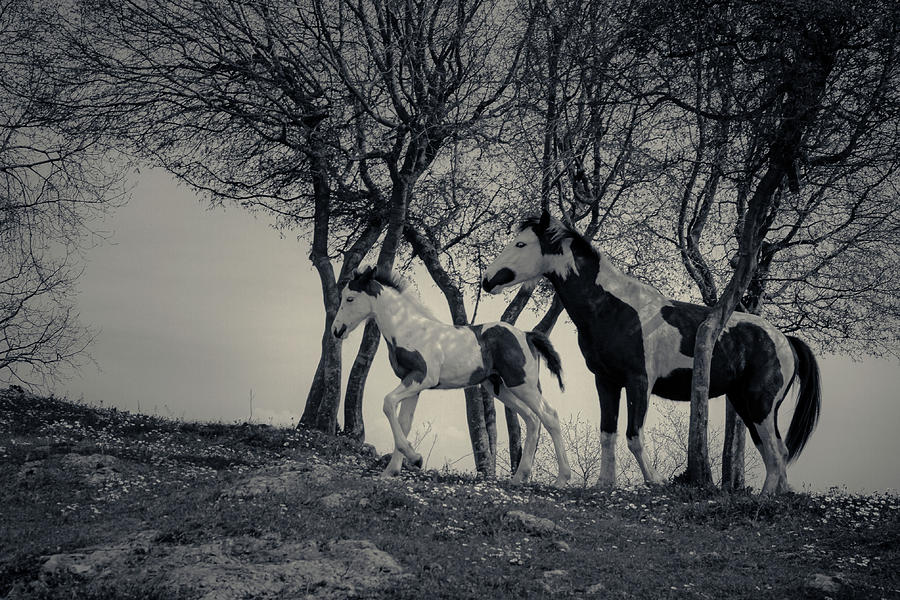 Piebald Foal Photograph by Umberto Barone