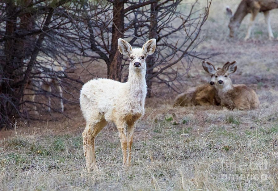 Piebald Mule Deer Photograph by Shirley Dutchkowski