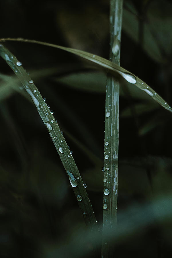 Drops of water on a tiny blade of grass #2 Photograph by Vaclav Sonnek