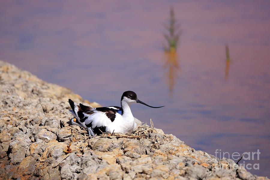 Pied avocet . Photograph by Frederic Bourrigaud