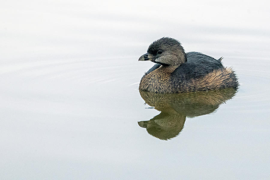 Pied-billed Grebe 1698-022120-2 Photograph by Tam Ryan