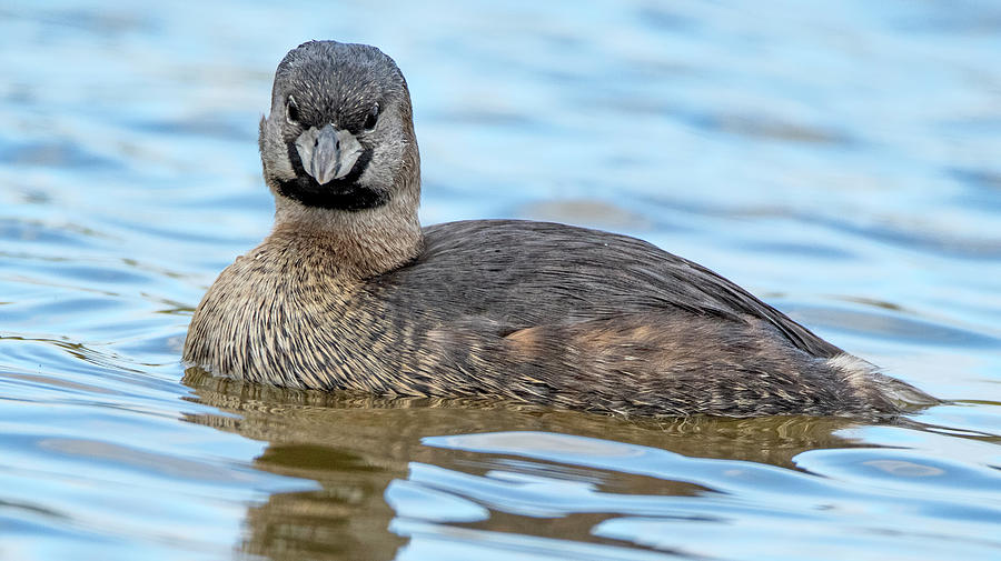 Pied-billed Grebe 3746-031320-2 Photograph by Tam Ryan