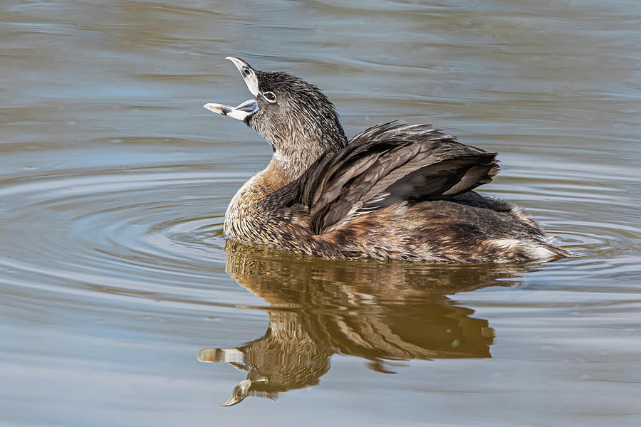 Pied-billed Grebe 4215-031720-2 Photograph by Tam Ryan