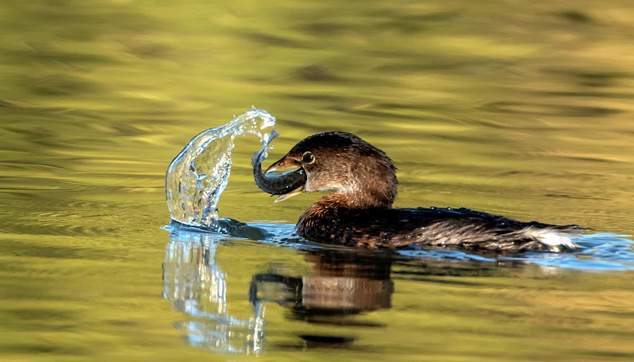Pied-billed Grebe 7596-120720 Photograph by Tam Ryan