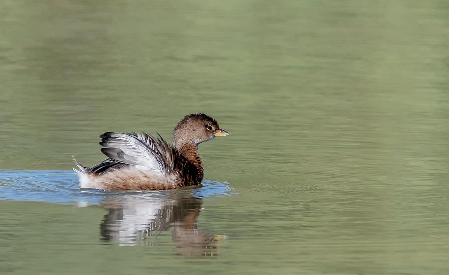 Pied-billed Grebe 9456-121320-2 Photograph by Tam Ryan