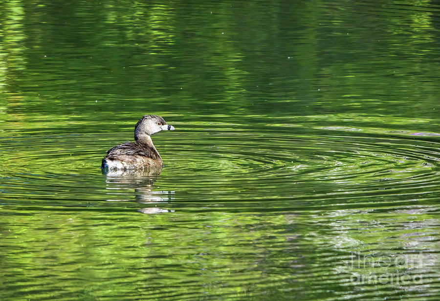 Pied-Billed Grebe Photograph by Charline Xia