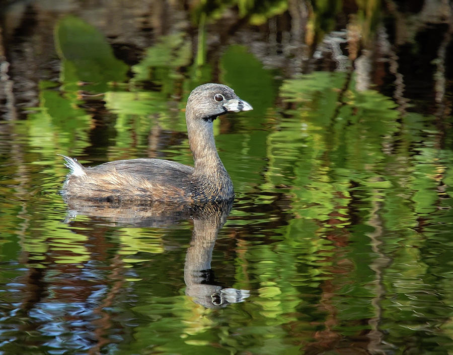 Pied-Billed Grebe Photograph by Dawn Currie