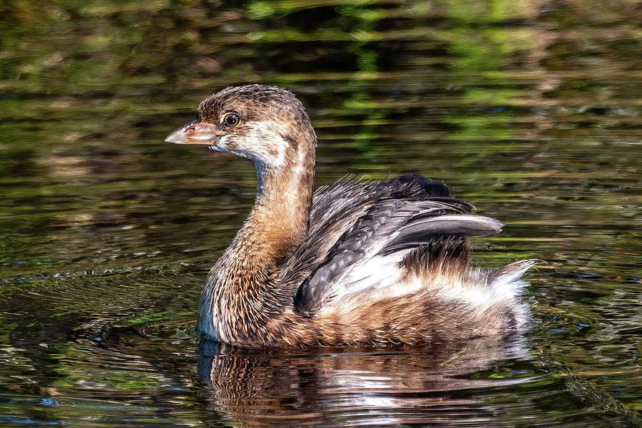 Pied Billed Grebe Drying Wings Photograph by Bradford Martin