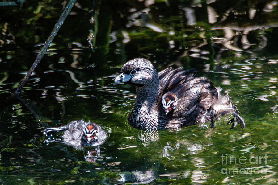 Pied Billed Grebe Family 3404 Photograph by Craig Corwin
