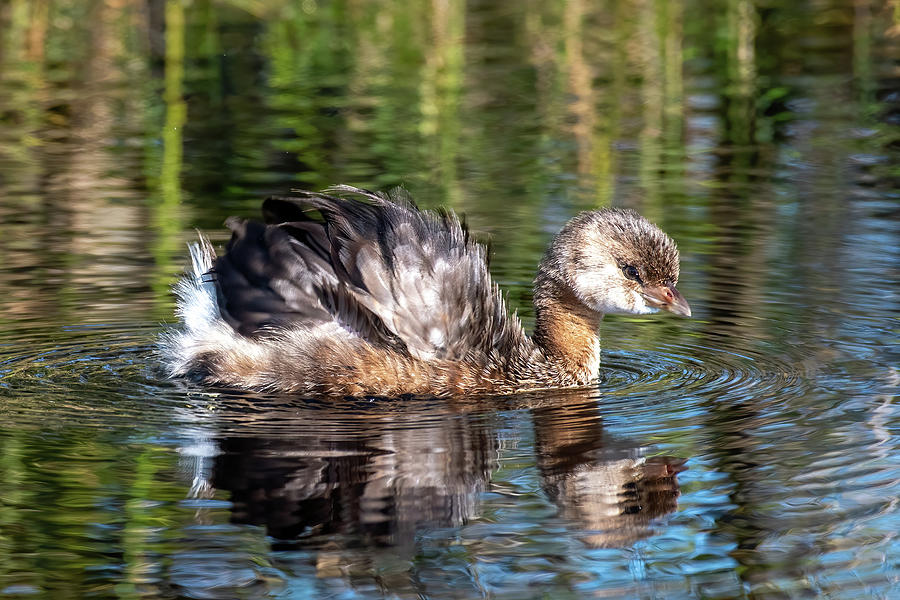 Pied-Billed Grebe Fluffing Feathers Photograph by Bradford Martin