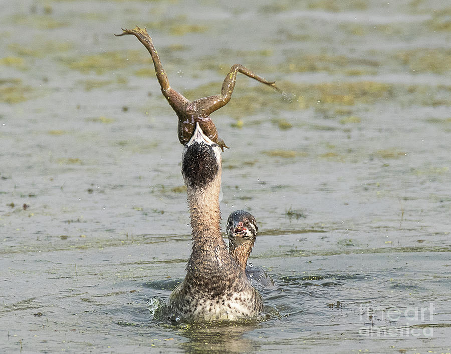 Pied-billed Grebe Hunting Photograph by Dennis Hammer