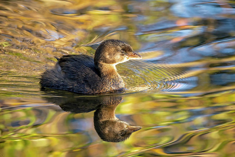 Pied-Billed Grebe in Autumn Light Photograph by Carla Brennan