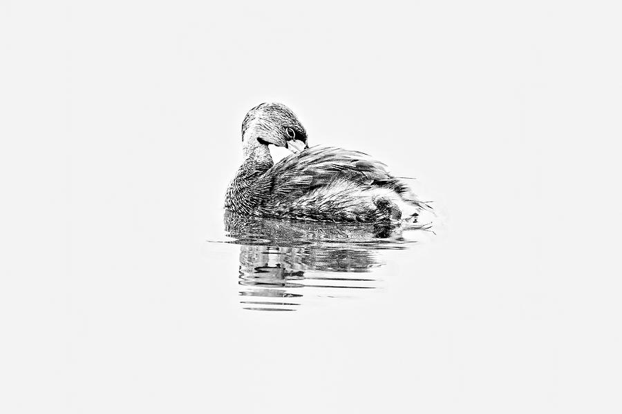 Pied-billed Grebe in BW white background Photograph by Perla Copernik