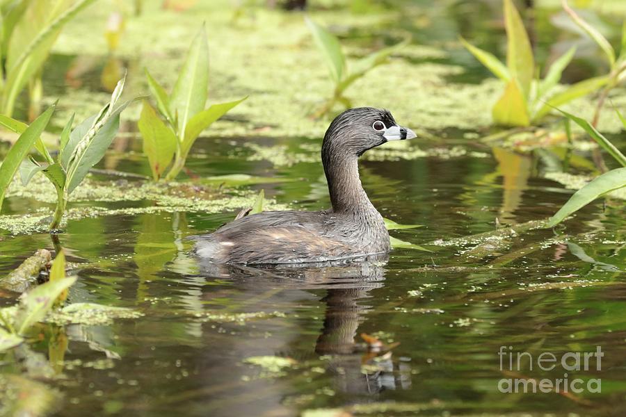 Pied-billed Grebe in Florida Swamp Photograph by Carol Groenen