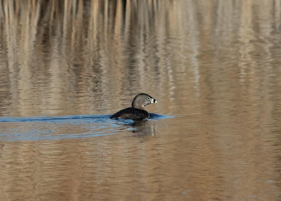 Pied-billed Grebe In Spring Photograph