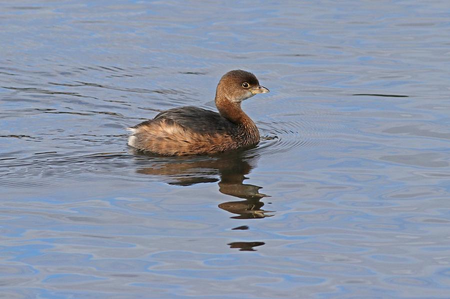 Pied-billed Grebe Photograph by Joseph Siebert - Fine Art America