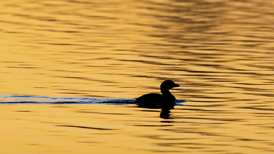 Pied-billed Grebe on Golden Pond Photograph by James Barber