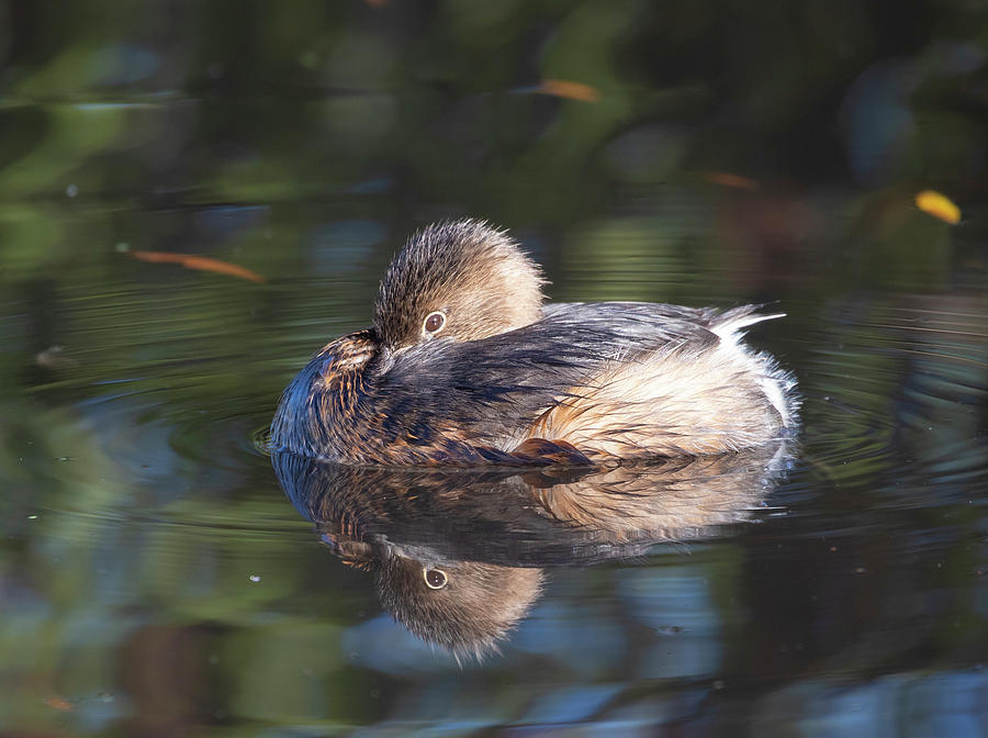 Pied-billed Grebe Reflection Photograph by Mark Miller