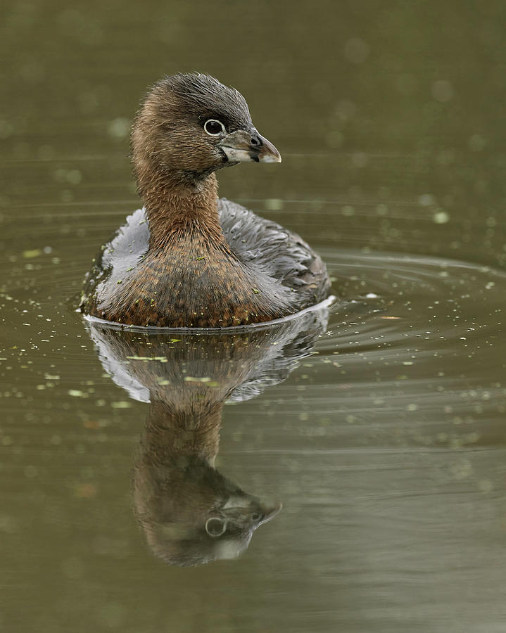 Pied-billed Grebe, Sacramento County California by Doug Herr Pied-billed Grebe, Sacramento County California by Doug Herr