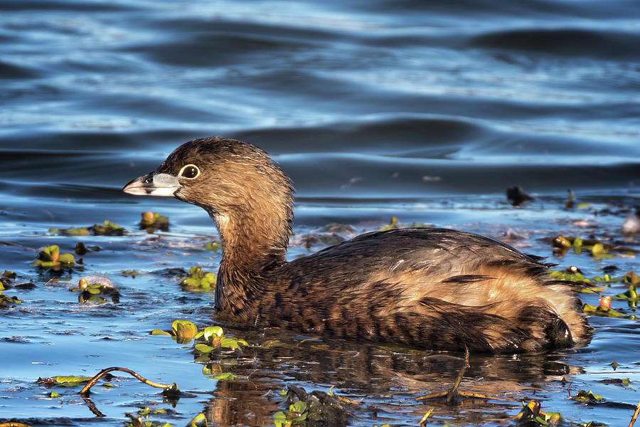 Pied-billed Grebe Up Close  Photograph by Kathleen Bishop