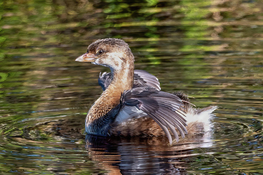 Pied-Billed Grebe Wings Engaged Photograph by Bradford Martin