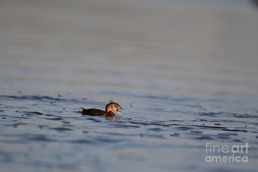 Pied-billed Grebe with a crab in the bill Photograph by Amazing Action Photo Video
