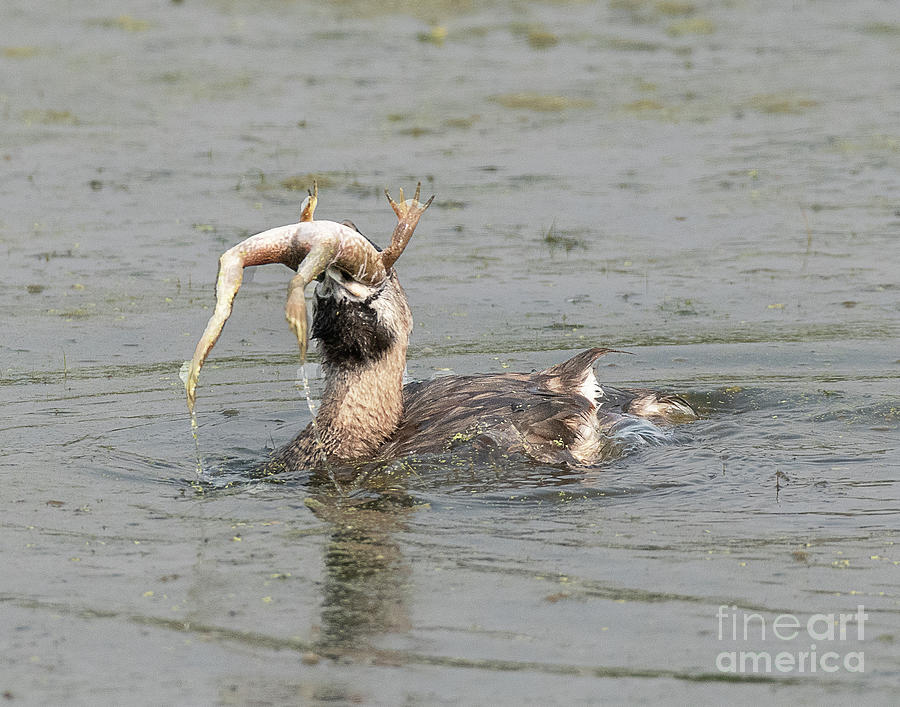 Pied-billed Grebe with Prey Photograph by Dennis Hammer