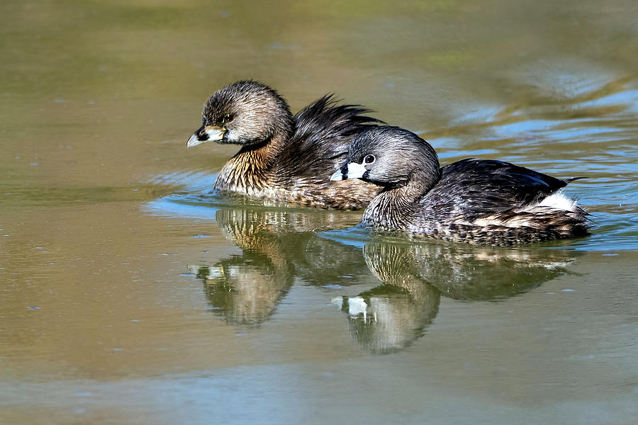 Pied-billed Grebes 6252-022723-2 Photograph by Tam Ryan