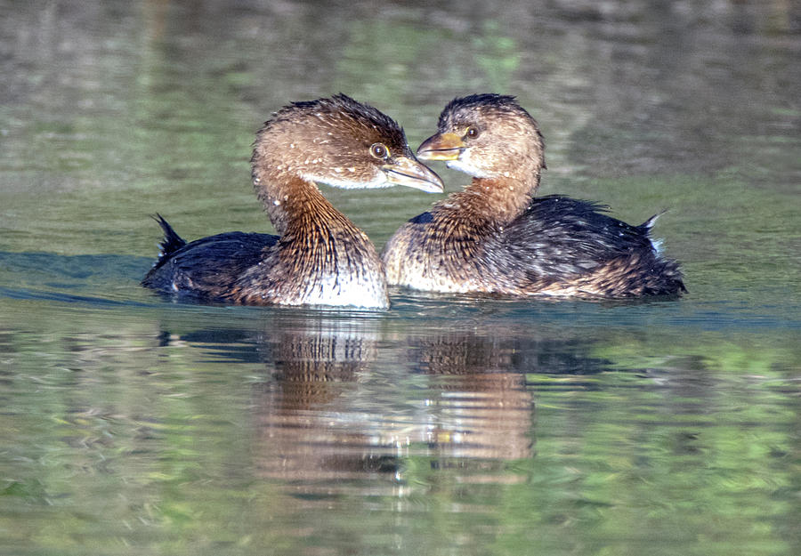 Pied-billed Grebes 9630-121919-1 Photograph by Tam Ryan