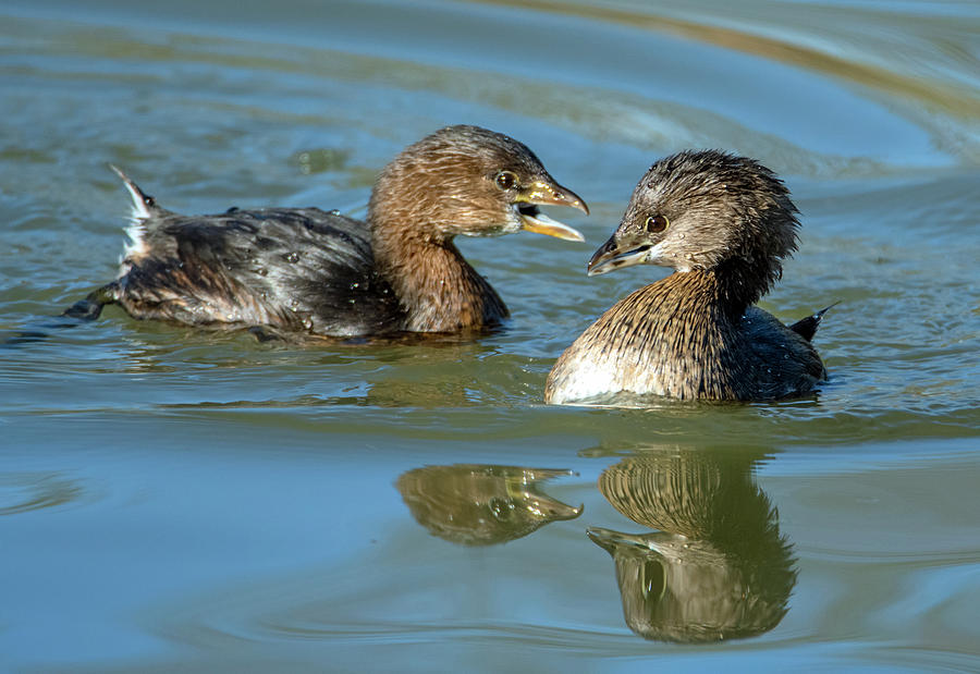 Pied-billed Grebes 9775-121919-2 Photograph by Tam Ryan