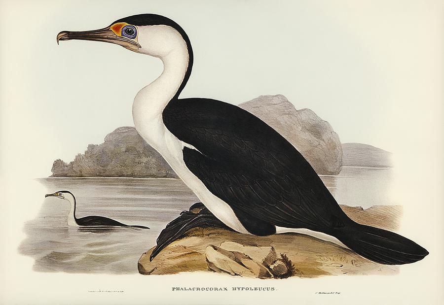 John Gould Painting - Pied Cormorant Phalacrocorax hypoleucus illustrated by Elizabeth Gould 1804-1841 for John Goulds 180 by Les Classics
