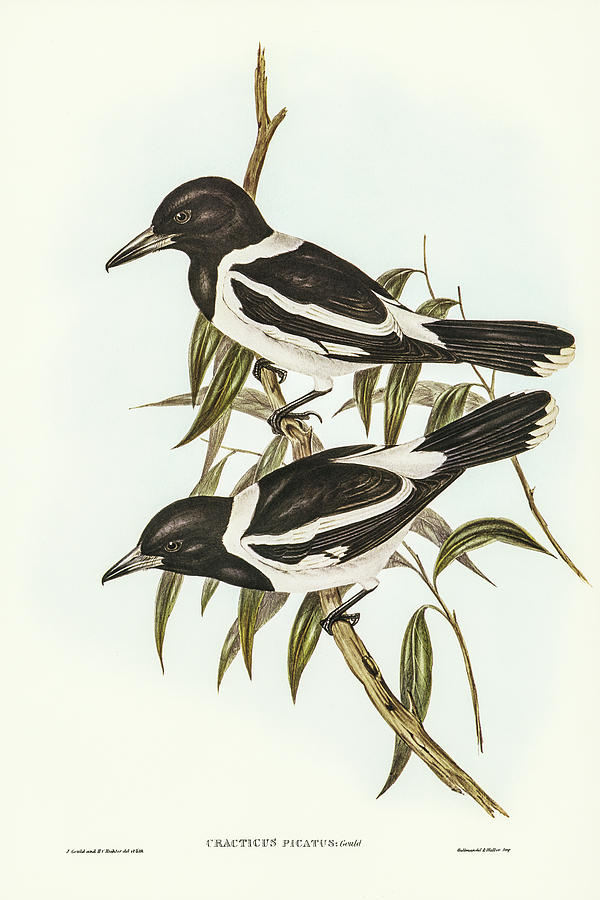 John Gould Drawing - Pied Crow-Shrike, Cracticus picatus by John Gould