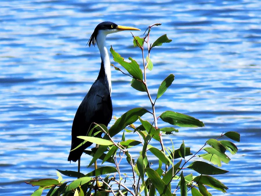 Pied Heron Tree Photograph by Joan Stratton