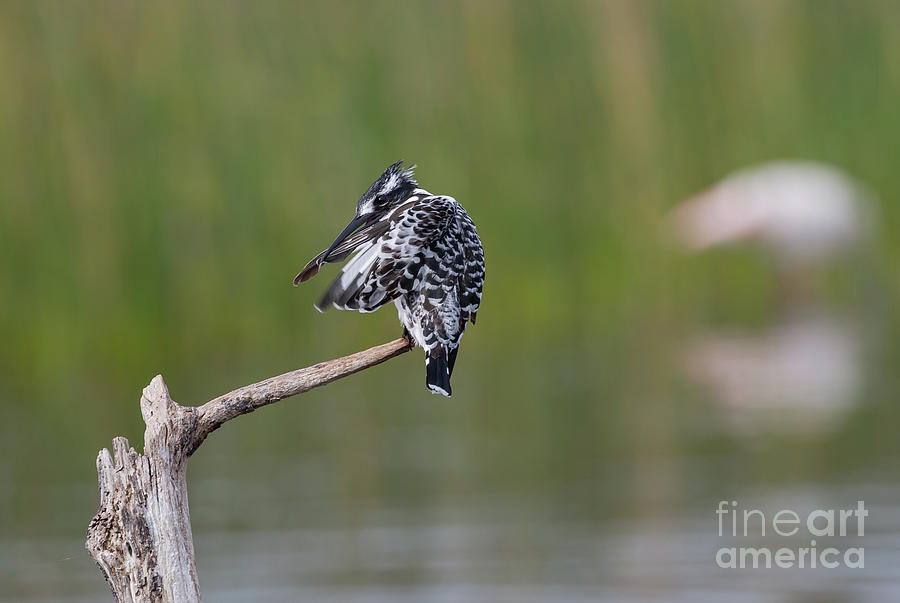 Wildlife Photograph - Pied Kingfisher by Eva Lechner