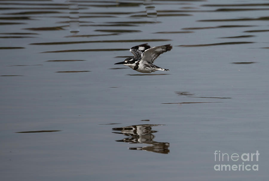 Pied Kingfisher Photograph - Pied Kingfisher Fishing by Eva Lechner