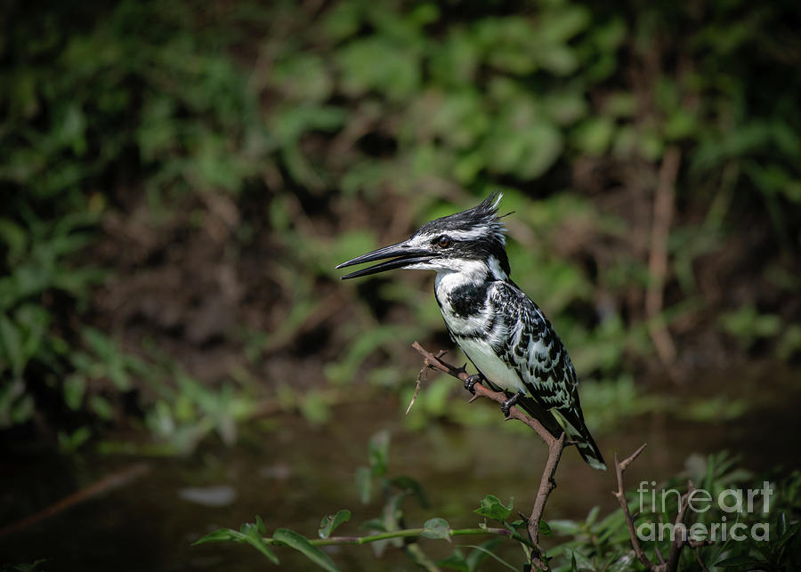 Black And White Photograph - Pied kingfisher by Jamie Pham