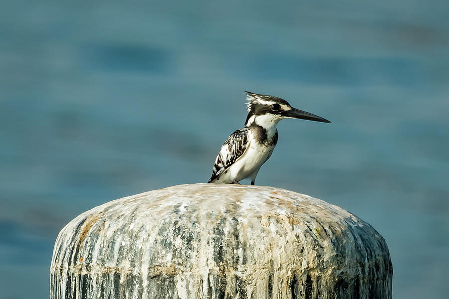 Pied Kingfisher on Lake Victoria Photograph by Travel Quest Photography