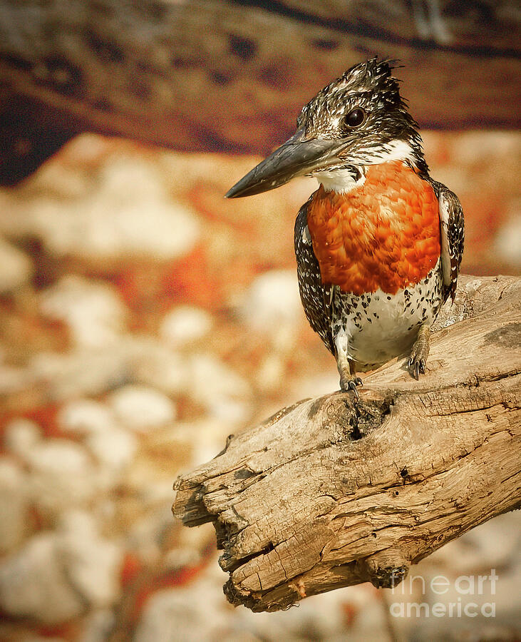 Pied Kingfisher Perched on a Branch Photograph - A Giant Kingfisher Perched on a Branch by Natural Focal Point Photography