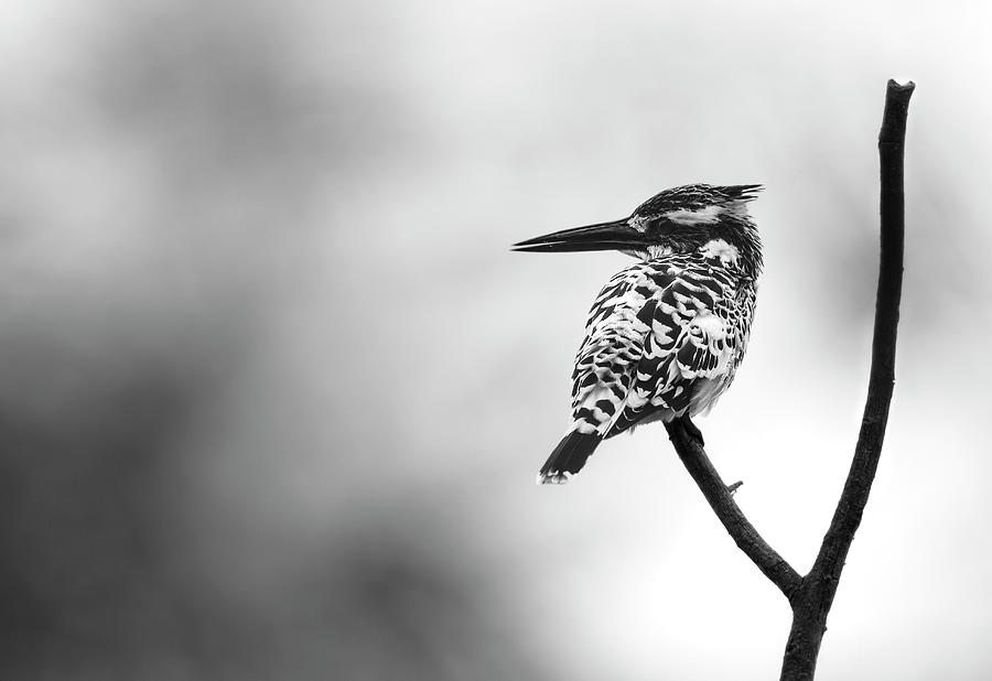 Pied Kingfisher Photograph