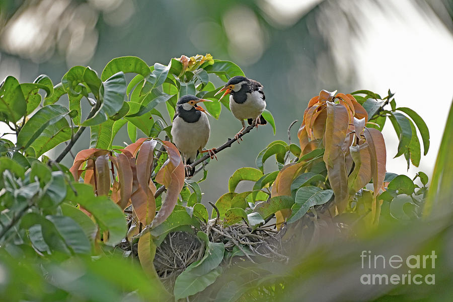 Pied Myna Chicks Photograph by Amazing Action Photo Video